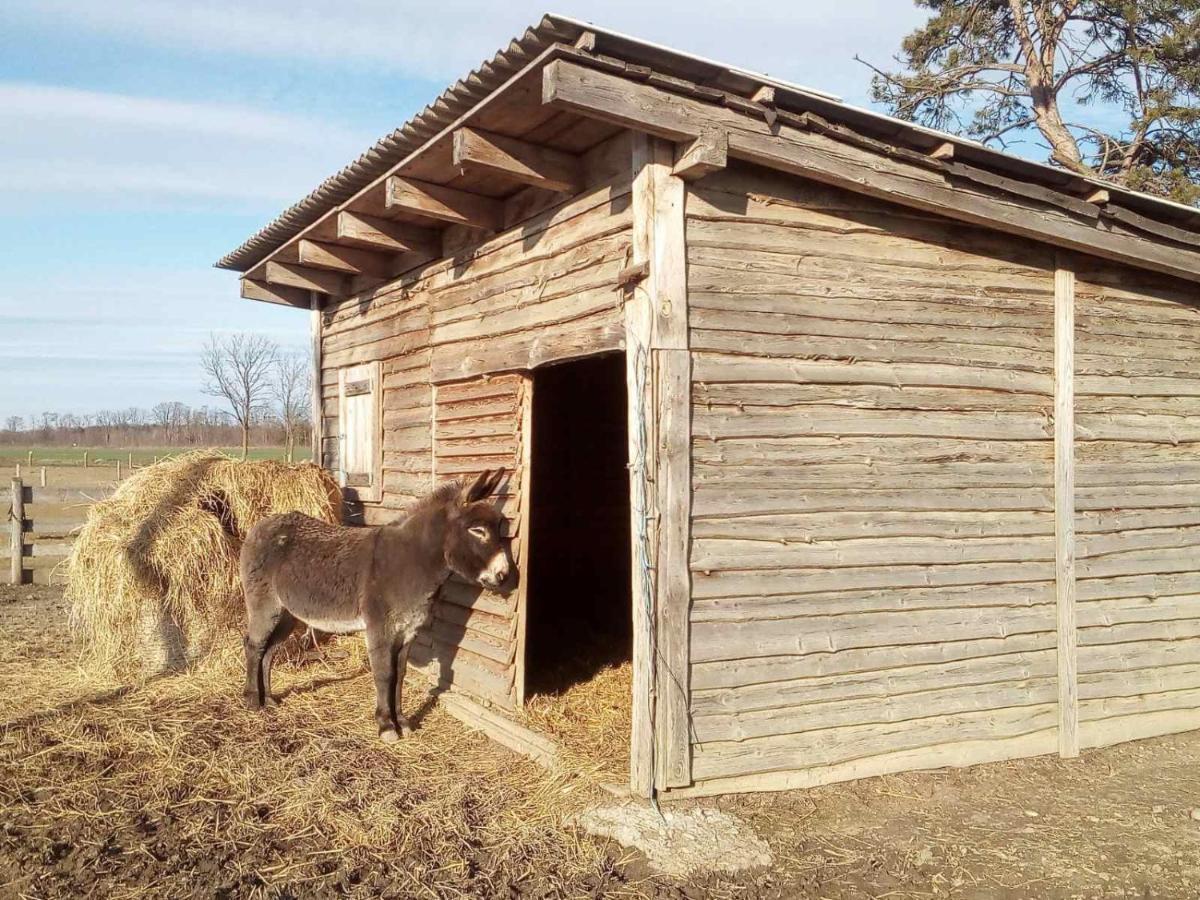 Apartma Max Moravske Toplice Luaran gambar